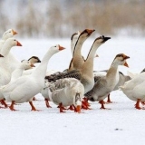 Italijanske guske: opis pasmine